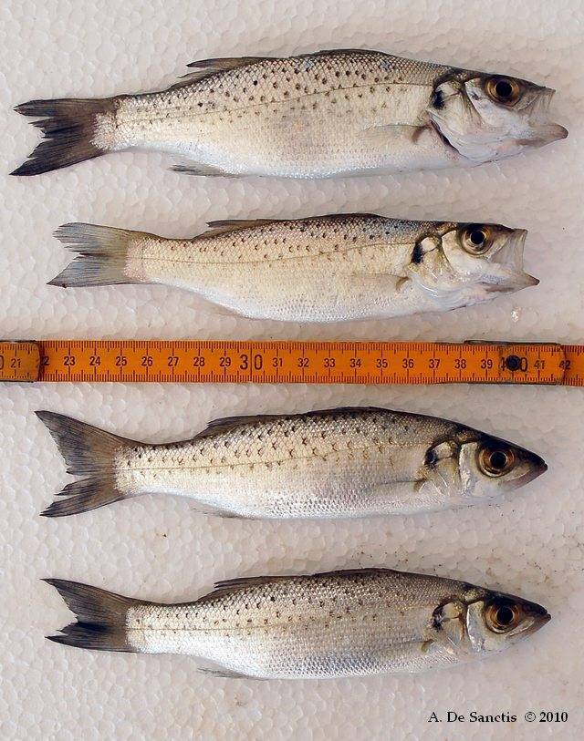 Лаврак японский фото и описание – каталог рыб, смотреть онлайн