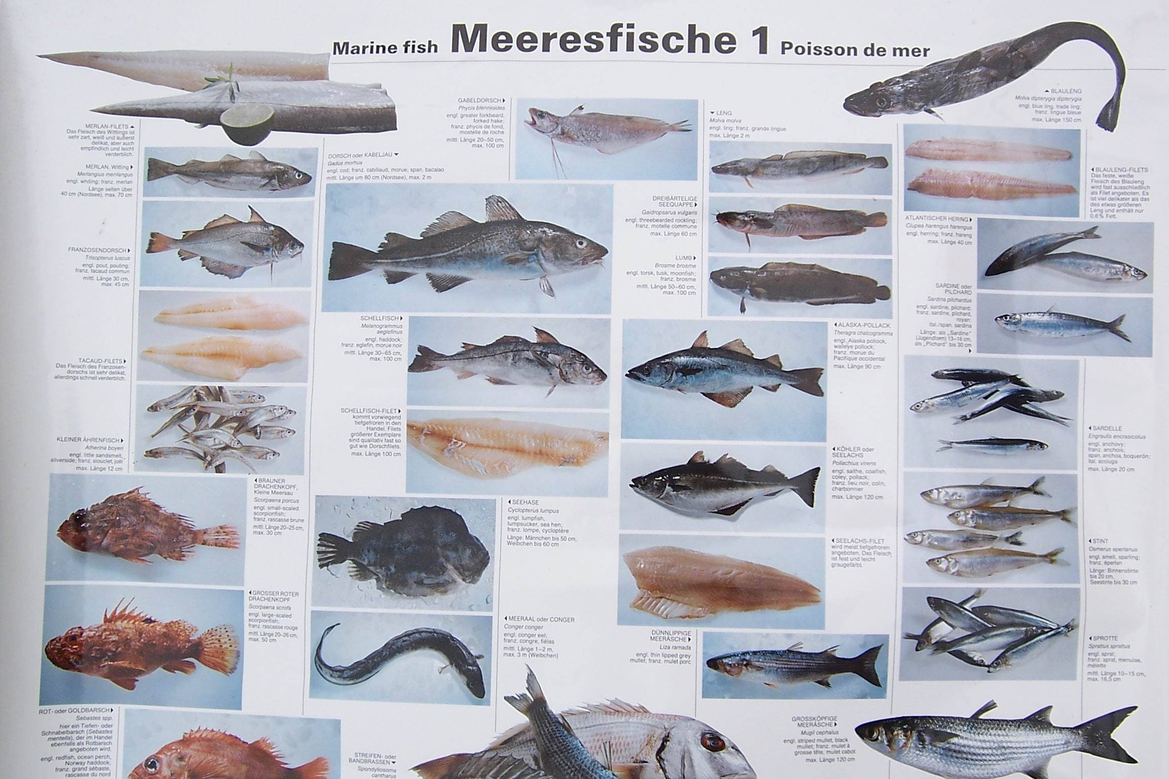 Сарг белый фото и описание – каталог рыб, смотреть онлайн