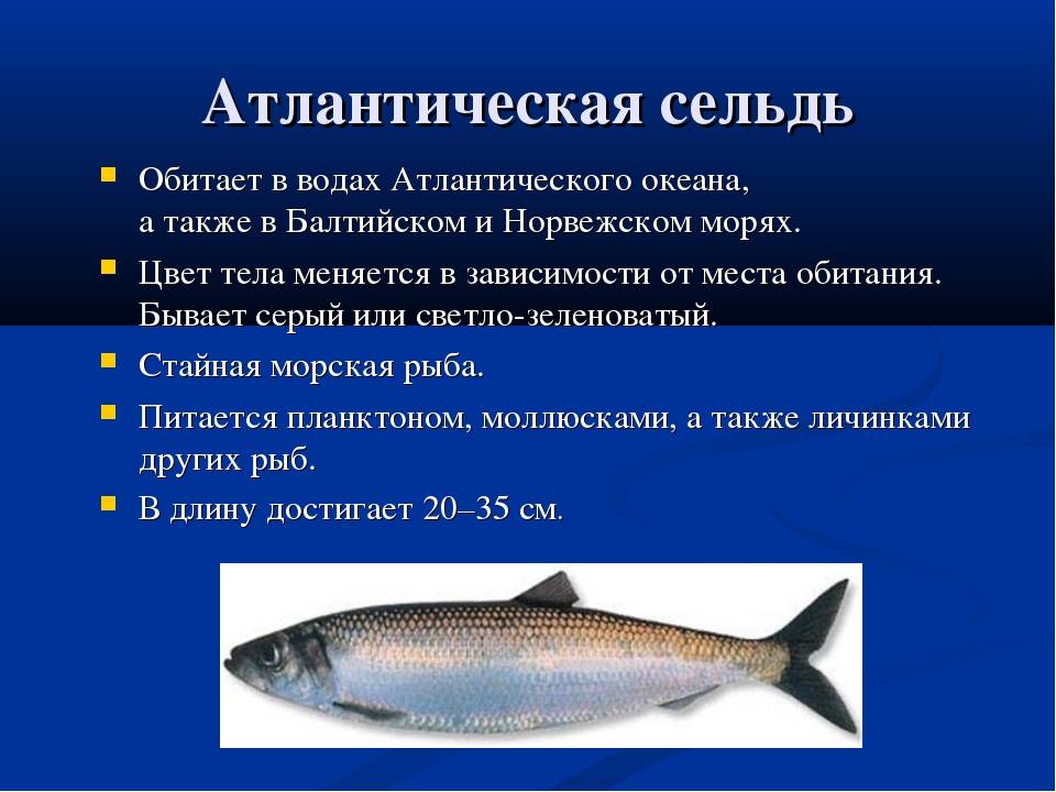 Рыба мойва: 5 интересных фактов и рецепт одного блюда