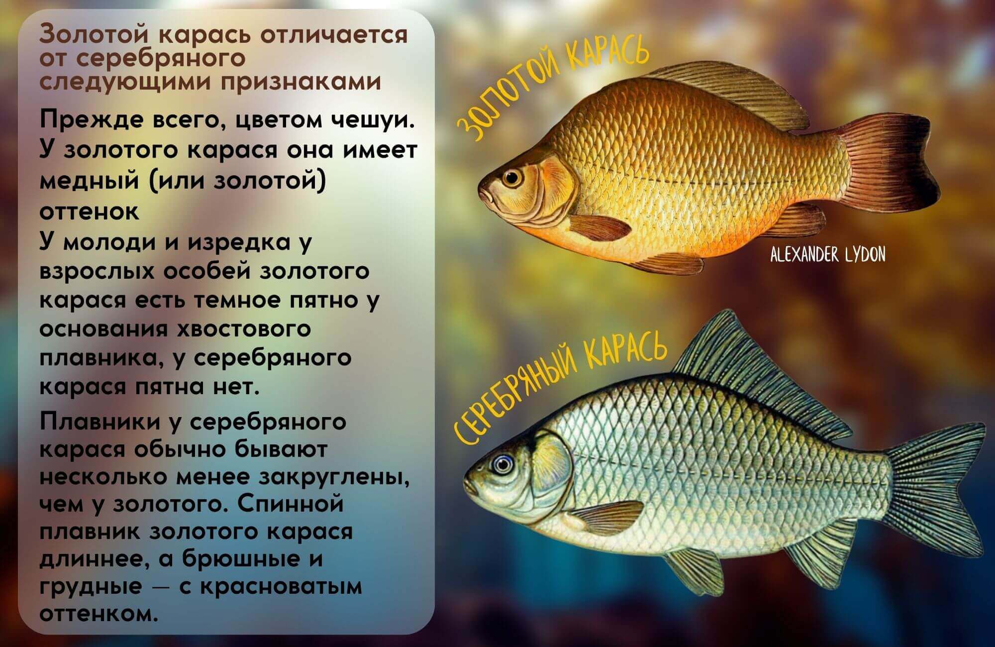 Рыба «Карась золотой» фото и описание