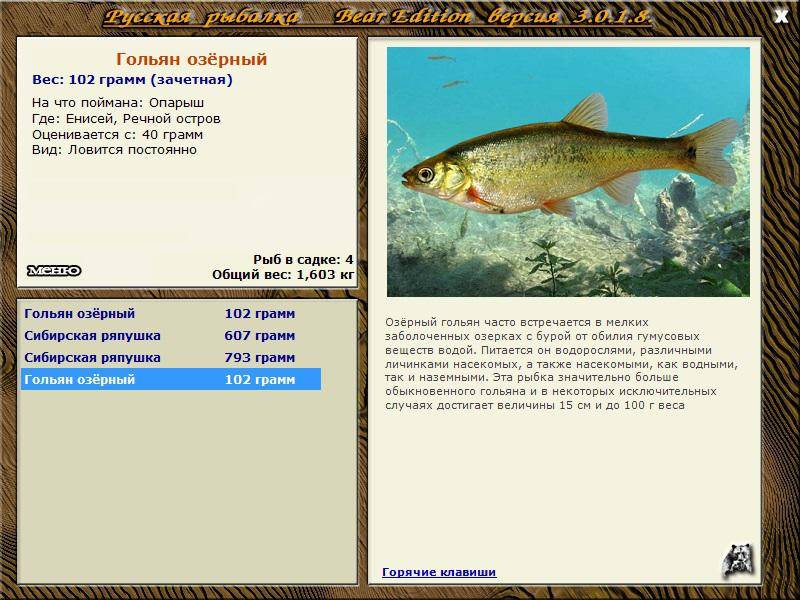 Озерная рыба голян: описание строения, образ жизни, способы приготовления