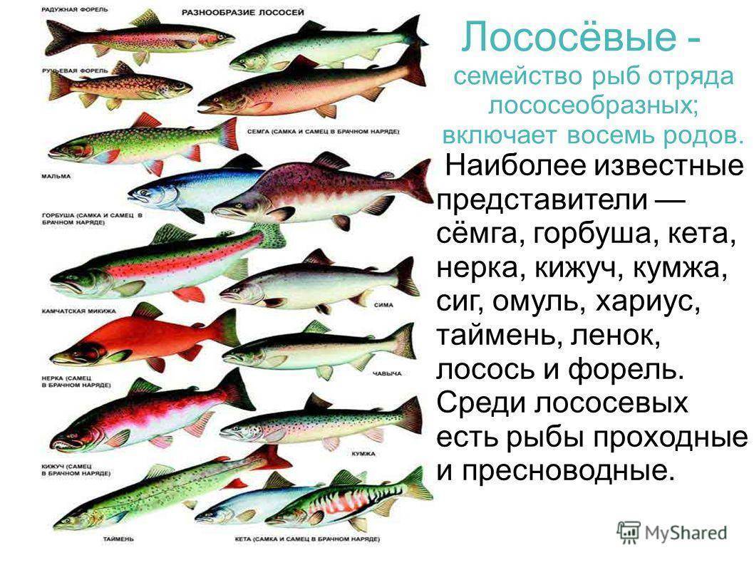 Рыба кижуч описание и фото