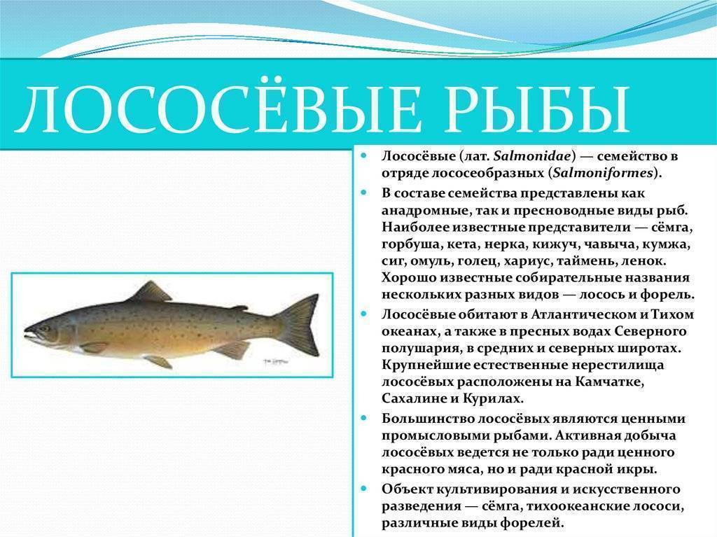 Красная рыба — виды и названия