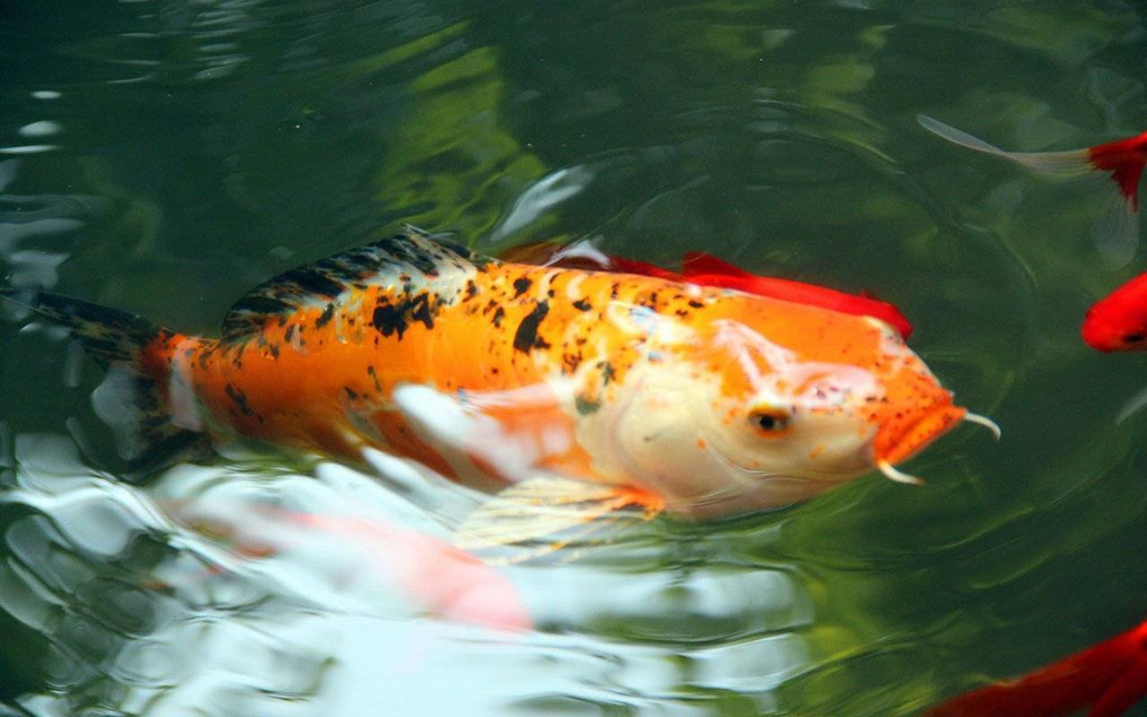 Рыба «Карп японский кои» фото и описание