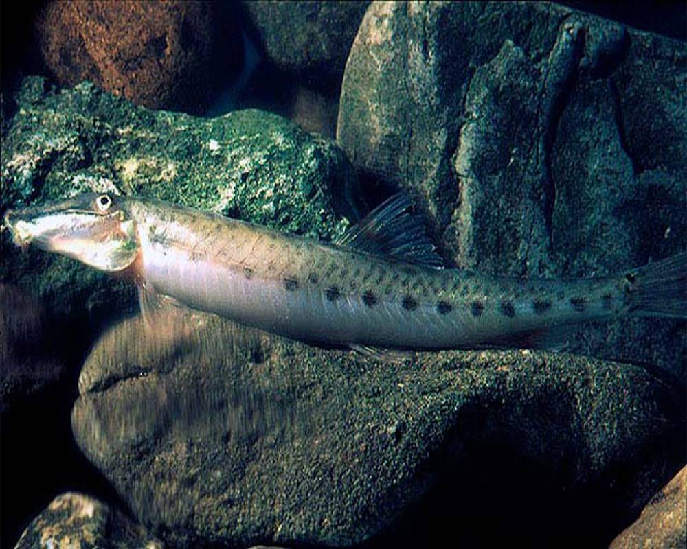 Голец рыба. описание, особенности, виды, образ жизни и среда обитания гольца