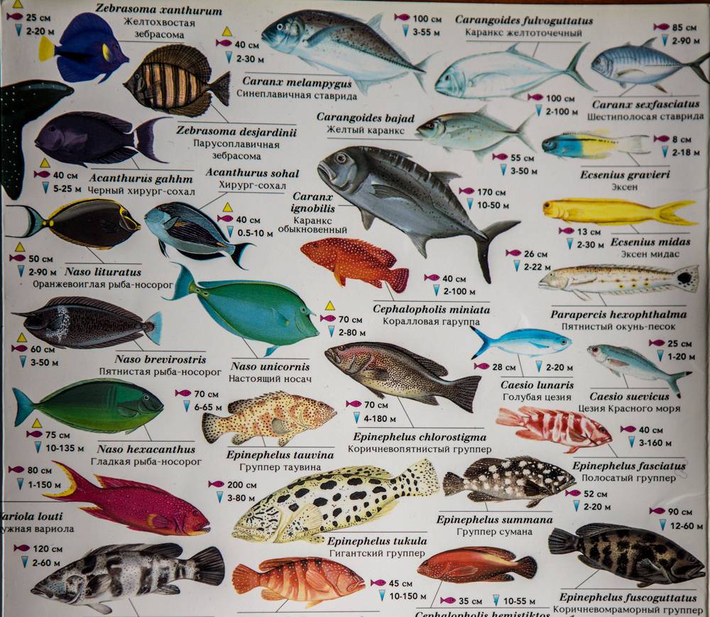 Рыбы красного моря | интересный сайт