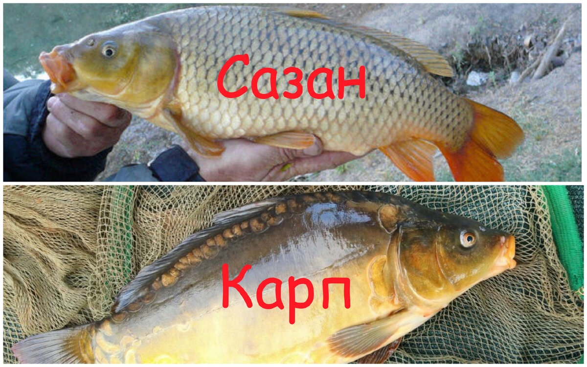 Как отличить карпа о сазана, основные различия