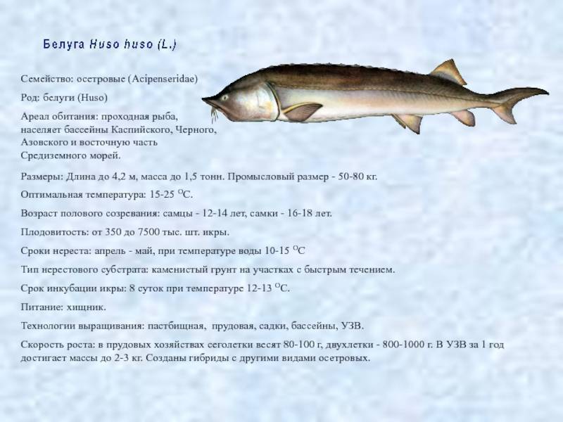 Рыба линь