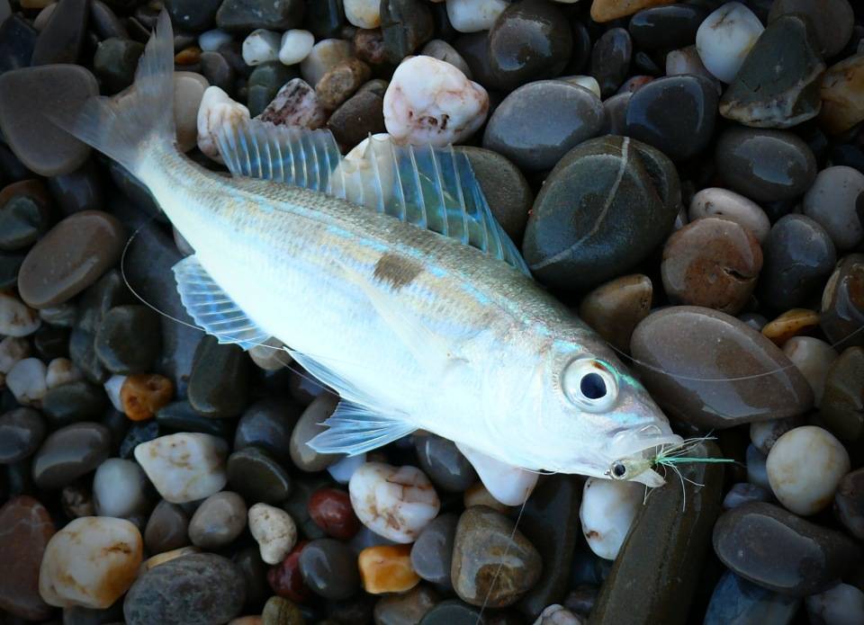 Рыба «Смарида обыкновенная» фото и описание