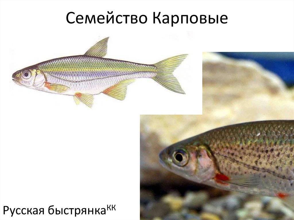 Рыба быстрянка: описание, виды, образ жизни, среда обитания и размножение