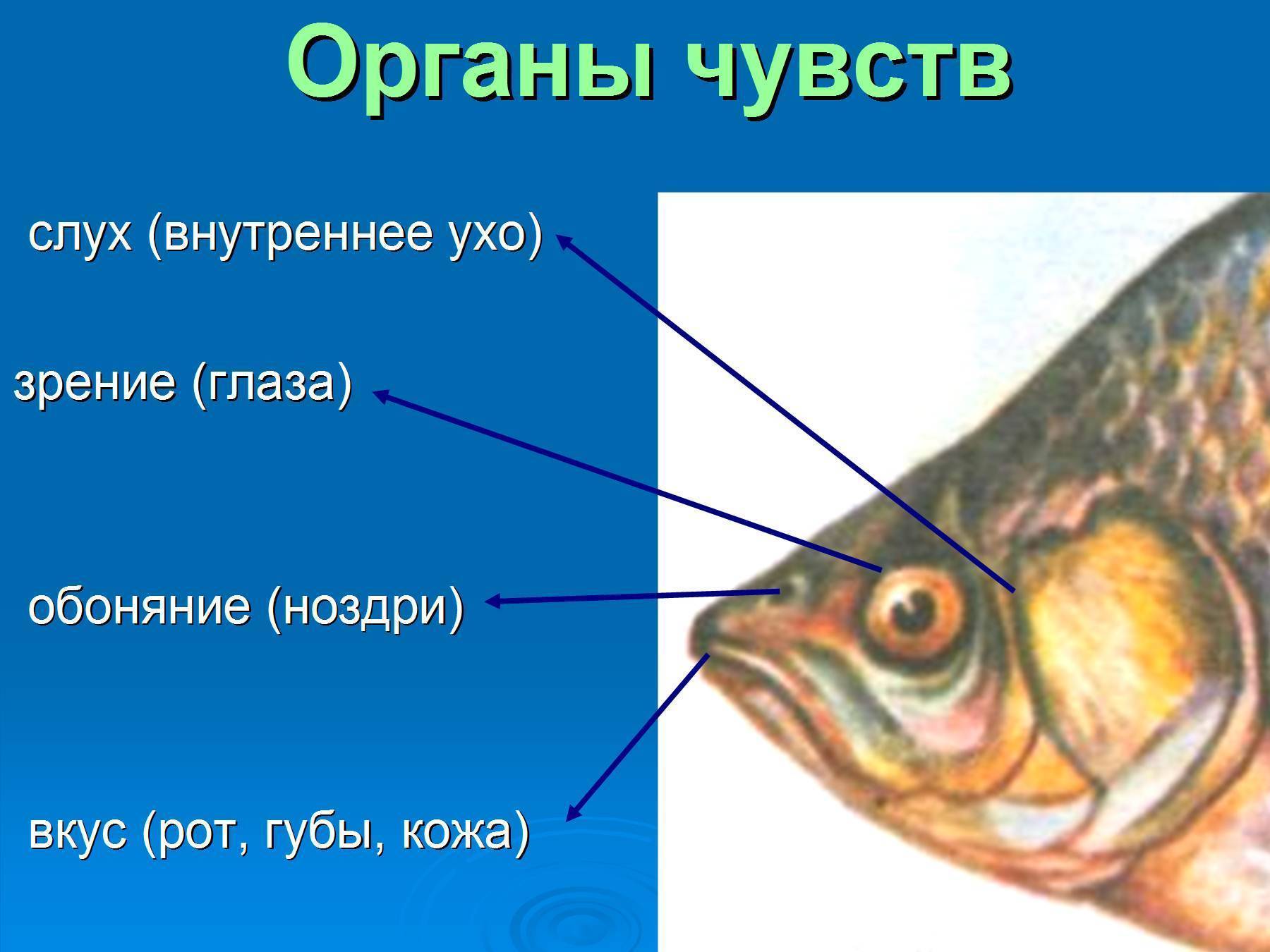 Внутренние Органы Щуки Картинки