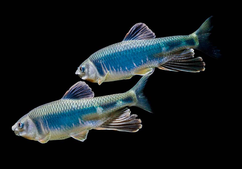 Смарида обыкновенная фото и описание – каталог рыб, смотреть онлайн