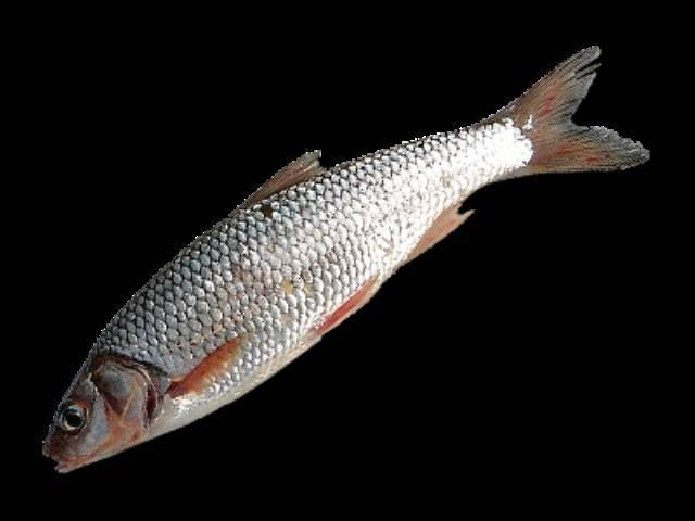 Окунь белый фото и описание – каталог рыб, смотреть онлайн