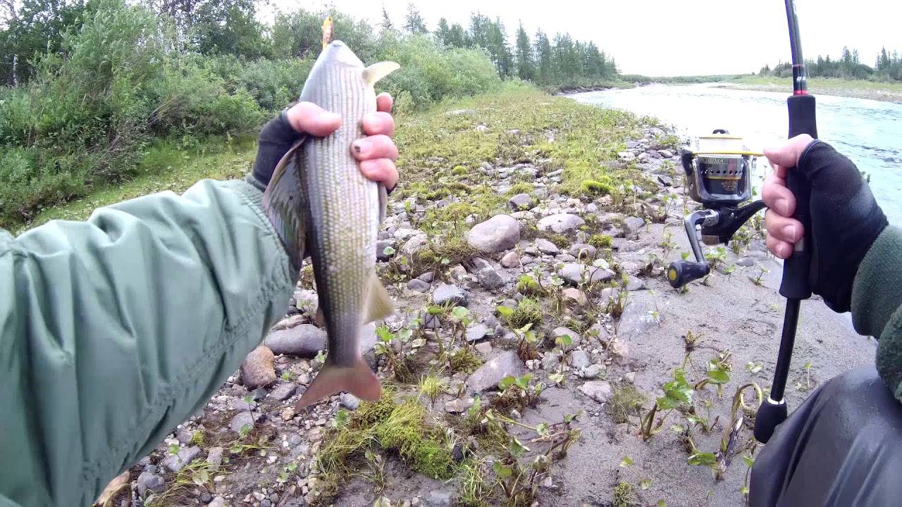 Рыбалка на хариуса: техника ловли, где искать и чем приманивать