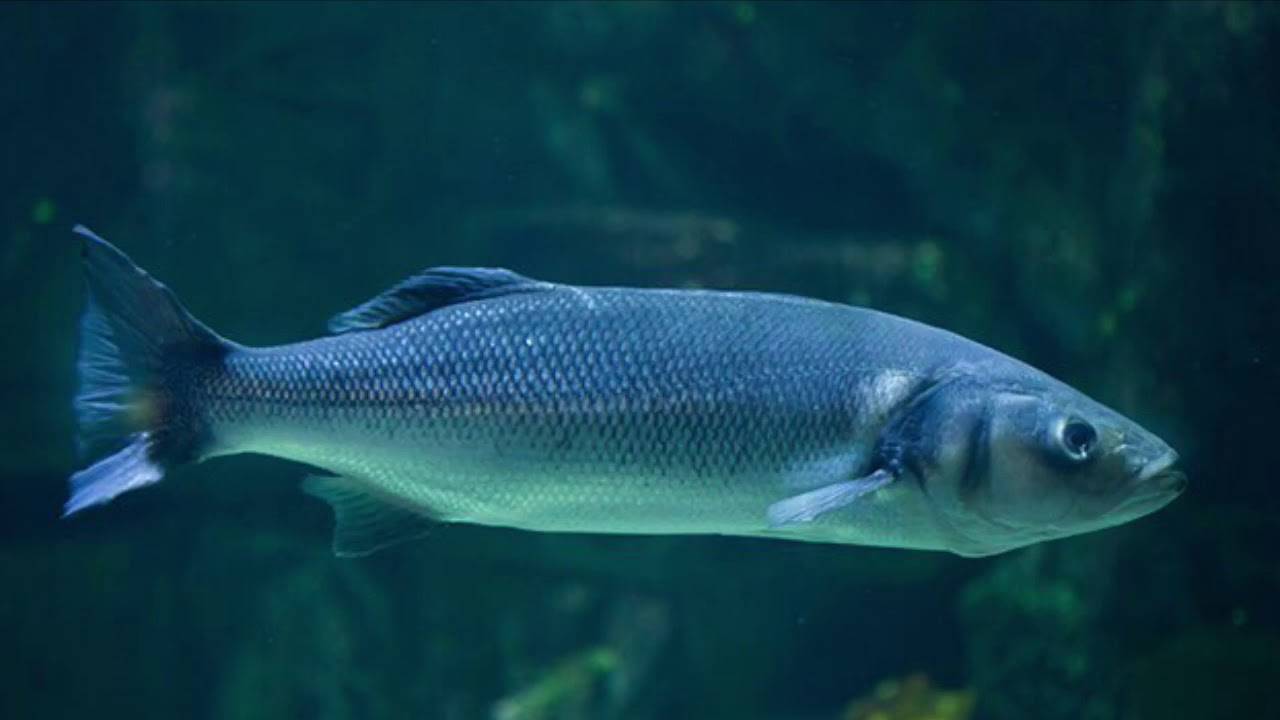 Рак американский болотный фото и описание – каталог рыб, смотреть онлайн