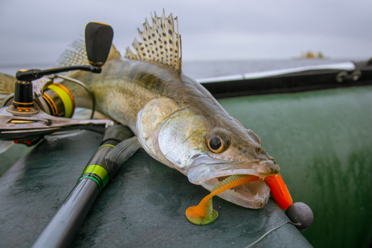 Ловля судака на джиг: виды оснасток и приманок, техника ночной ловли - читайте на сatcher.fish