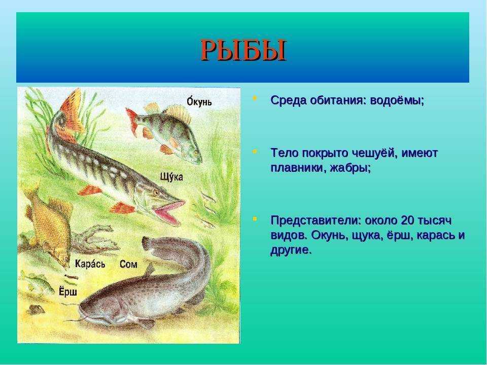 Рыба сом - описание, повадки и способы ужения