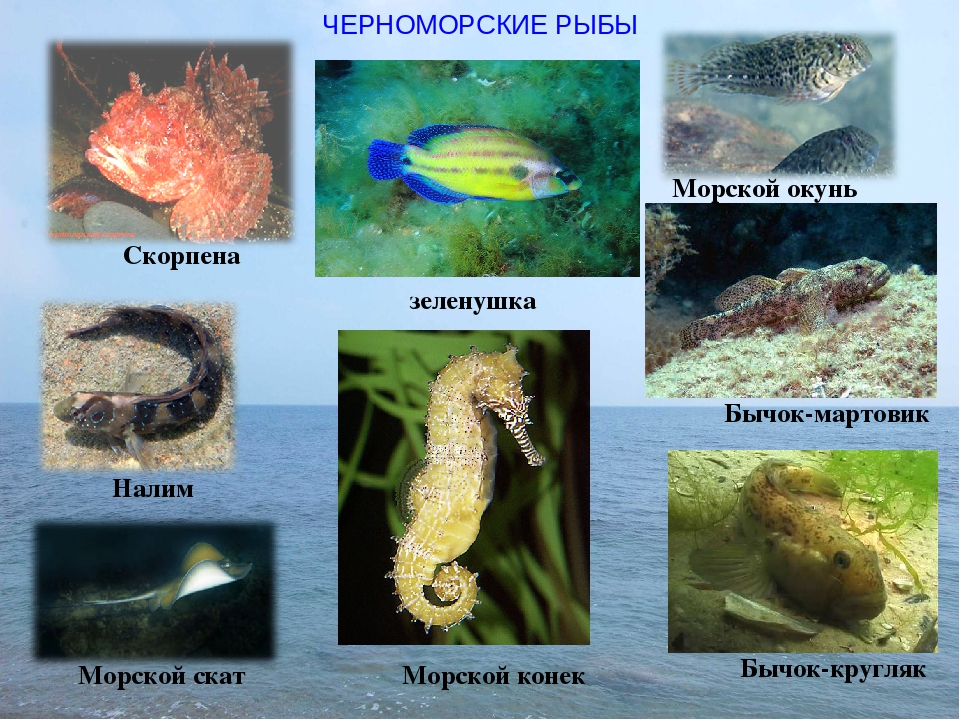 Рыбы черного моря. названия, описания и особенности рыб черного моря | животный мир