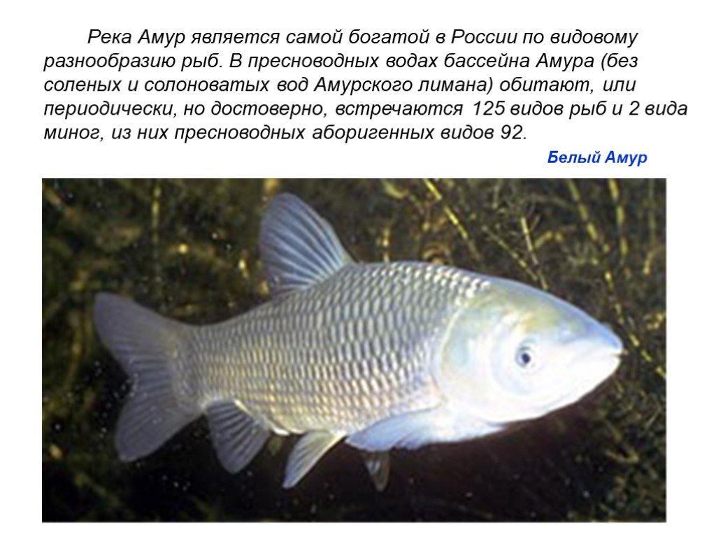 Белый амур: описание рыбы и способы ловли