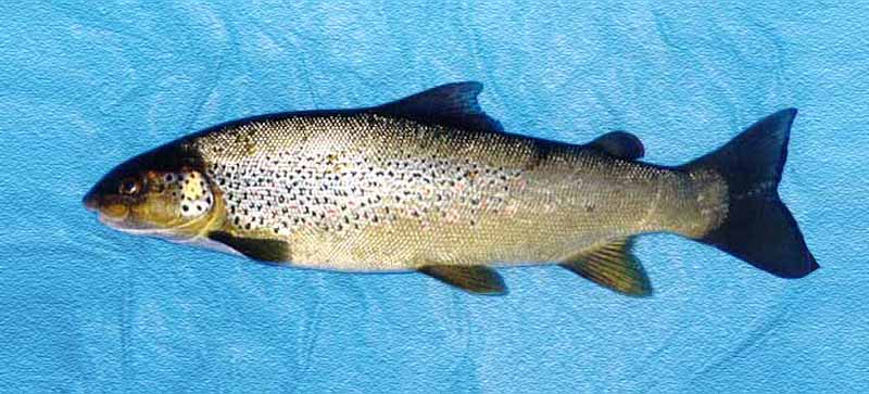 Кумжа фото и описание – каталог рыб, смотреть онлайн
