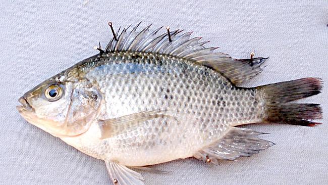 Тилапия - описание рыбы, польза и вред, что за рыба и где водится, рецепты