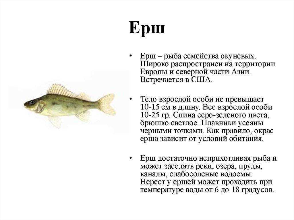 Рыба сом обыкновенный: где живёт и как выглядит, чем питается, места обитания и краткое описание нереста