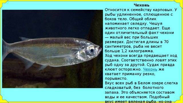 Чехонь - подробное описание рыбы, где обитает, чем питается