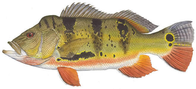 Павлиний окунь-бабочка фото и описание – каталог рыб, смотреть онлайн