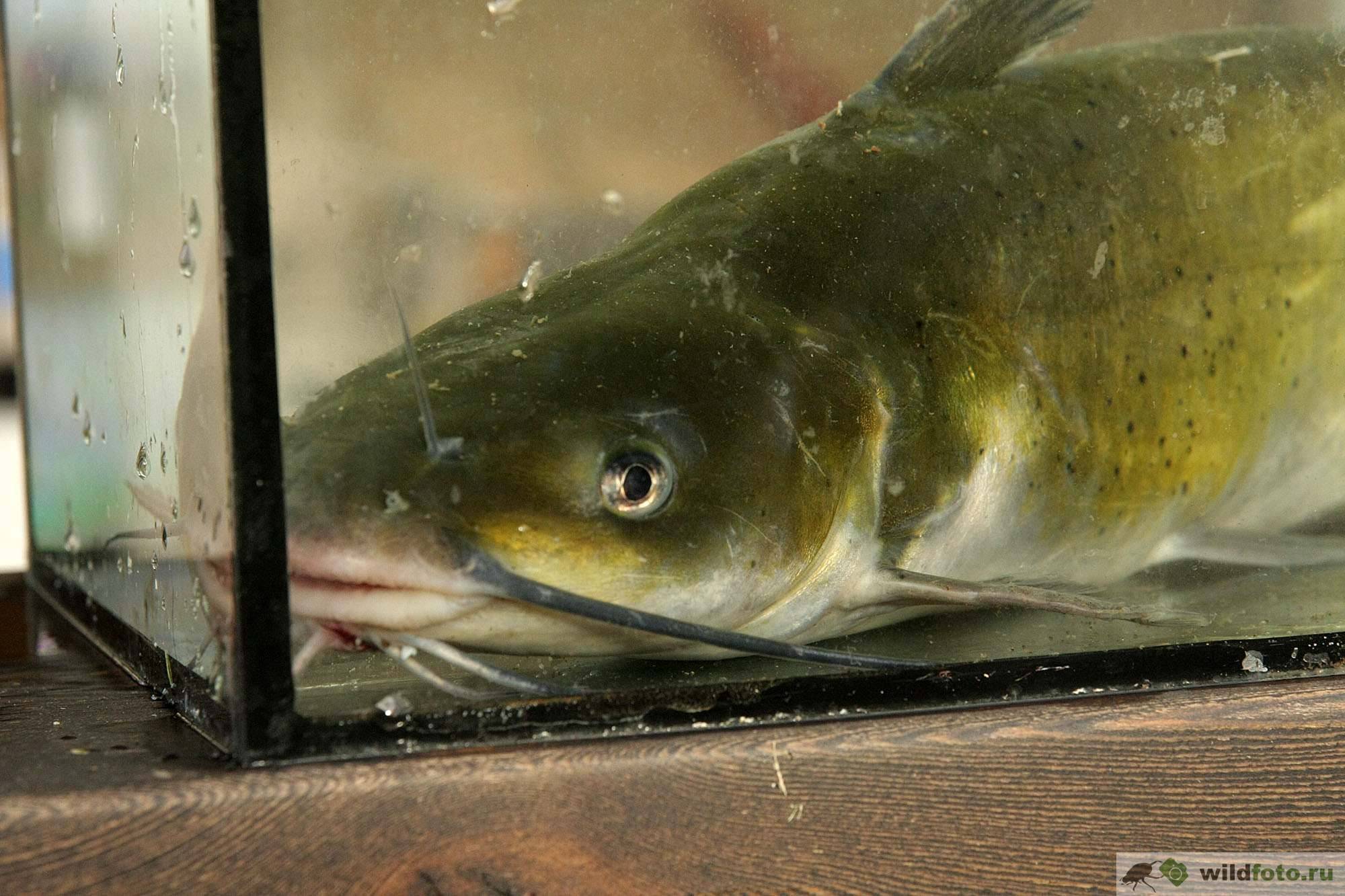 Сомик канальный фото и описание – каталог рыб, смотреть онлайн