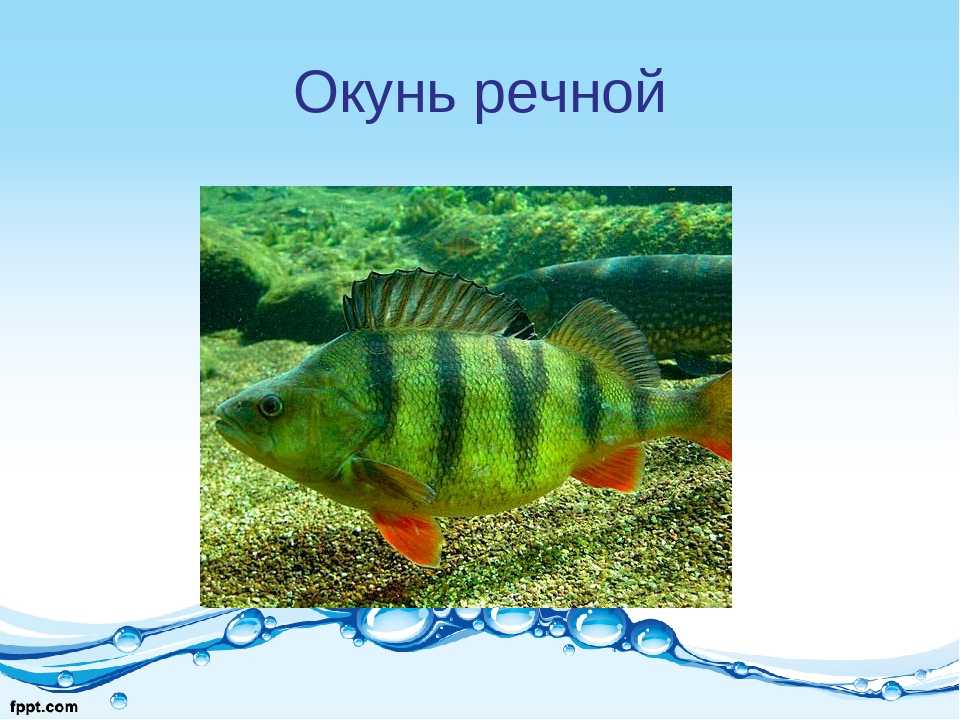 Окунь желтый фото и описание – каталог рыб, смотреть онлайн