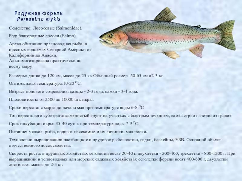 Рецепты из форели, 292 рецепта, фото-рецепты