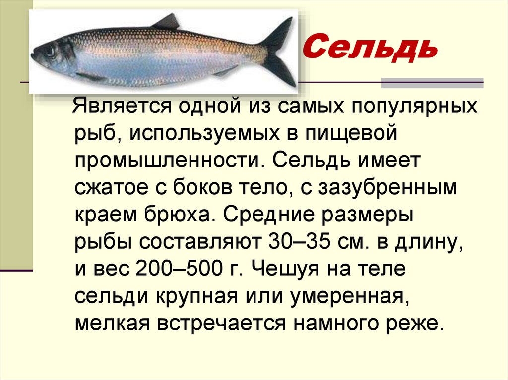 Почему каспийскую сельдь называют – селедка залом? - оптовая продажа рыбы по московской области и истринскому району