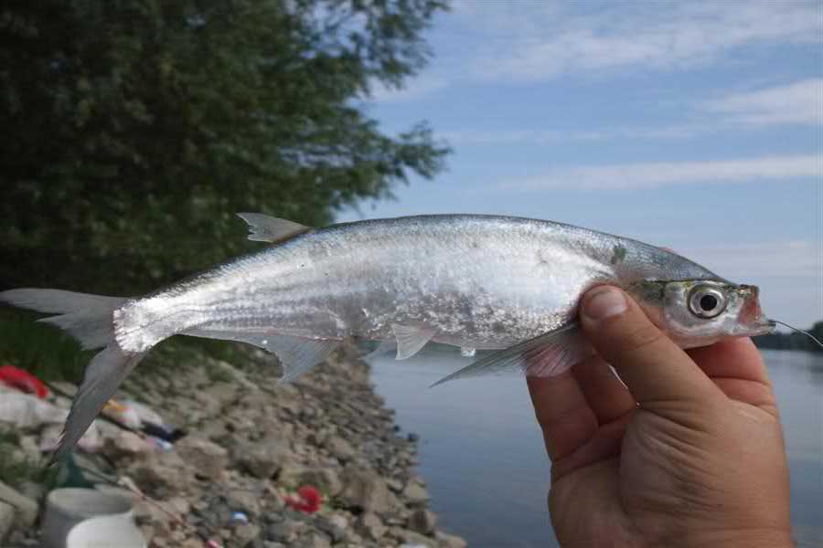 Чехонь рыба. образ жизни и среда обитания рыбы чехонь | животный мир