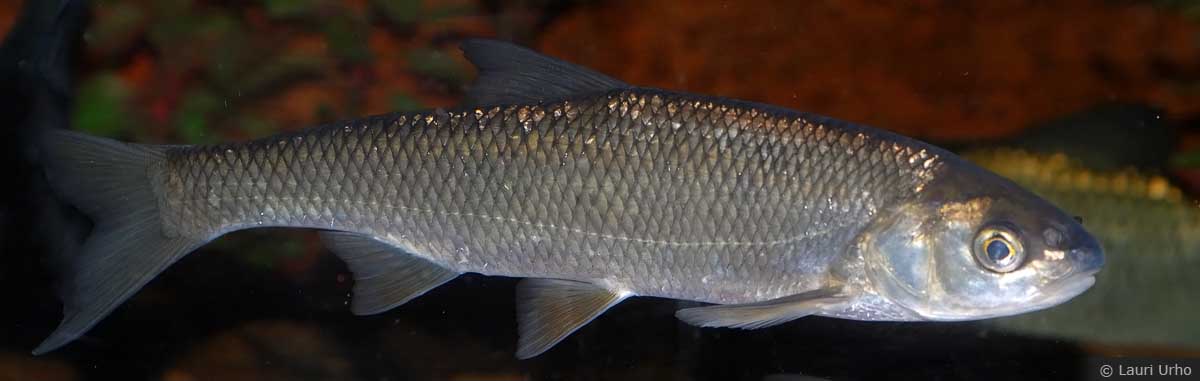 Рыба елец — фото и описание, на что клюет, особенности рыбалки