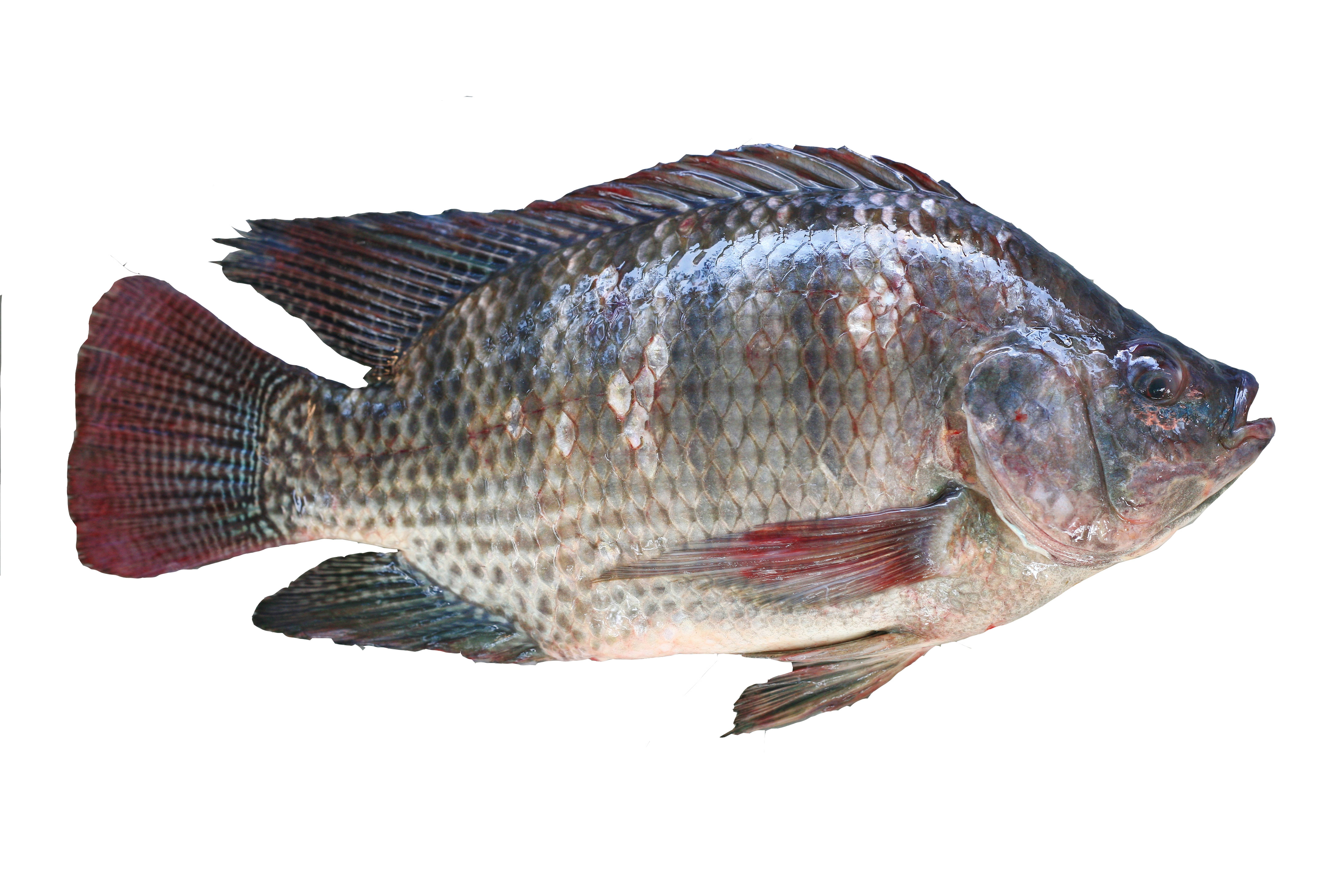 Тилапия или телапия: польза и вред, стоит ли покупать и есть эту рыбу