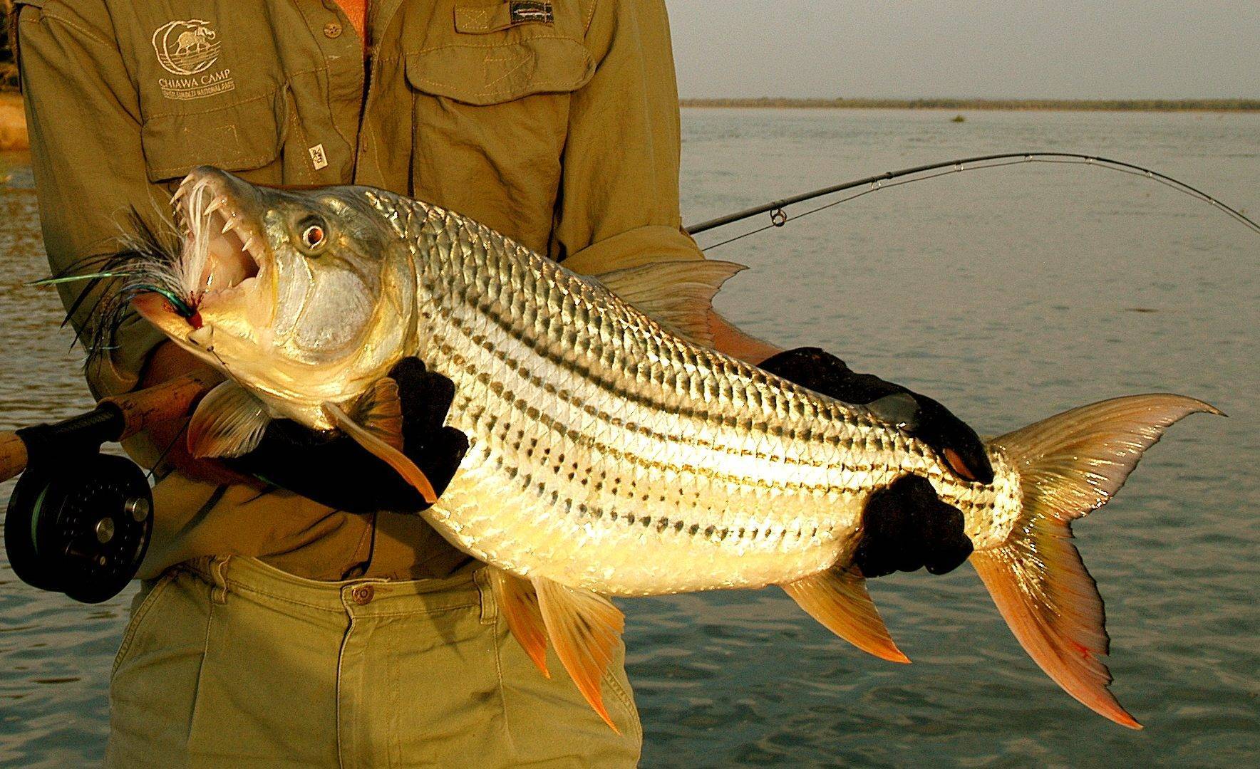 Тигровая рыба голиаф: описание, обитание и ловля речного монстра