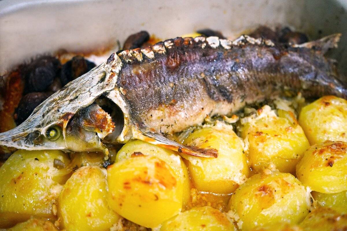Рецепты приготовления стерляди — как приготовить быстро и вкусно, блюда в домашних условиях