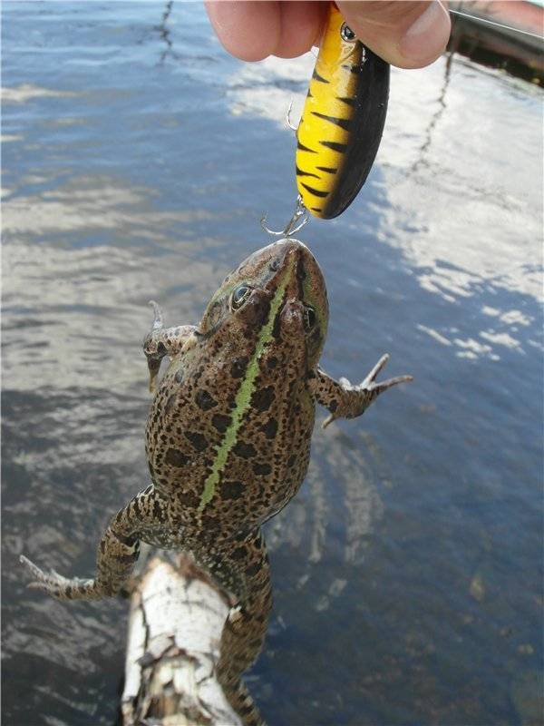 Как правильно насаживать лягушку на сома, ловля сомов с берега, как их ловить