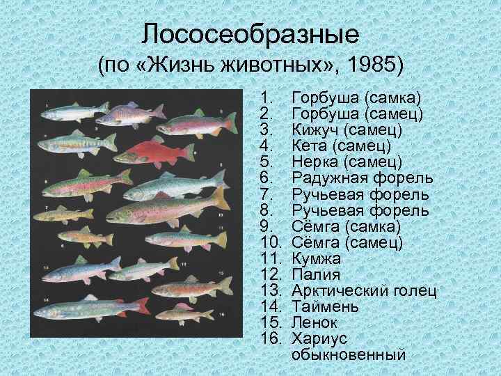 Список названий самой популярной красной рыбы