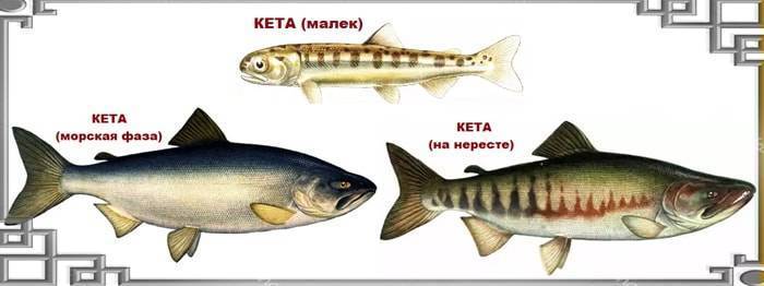 Кета: рыба, фото, описание, как выглядит, как отличить