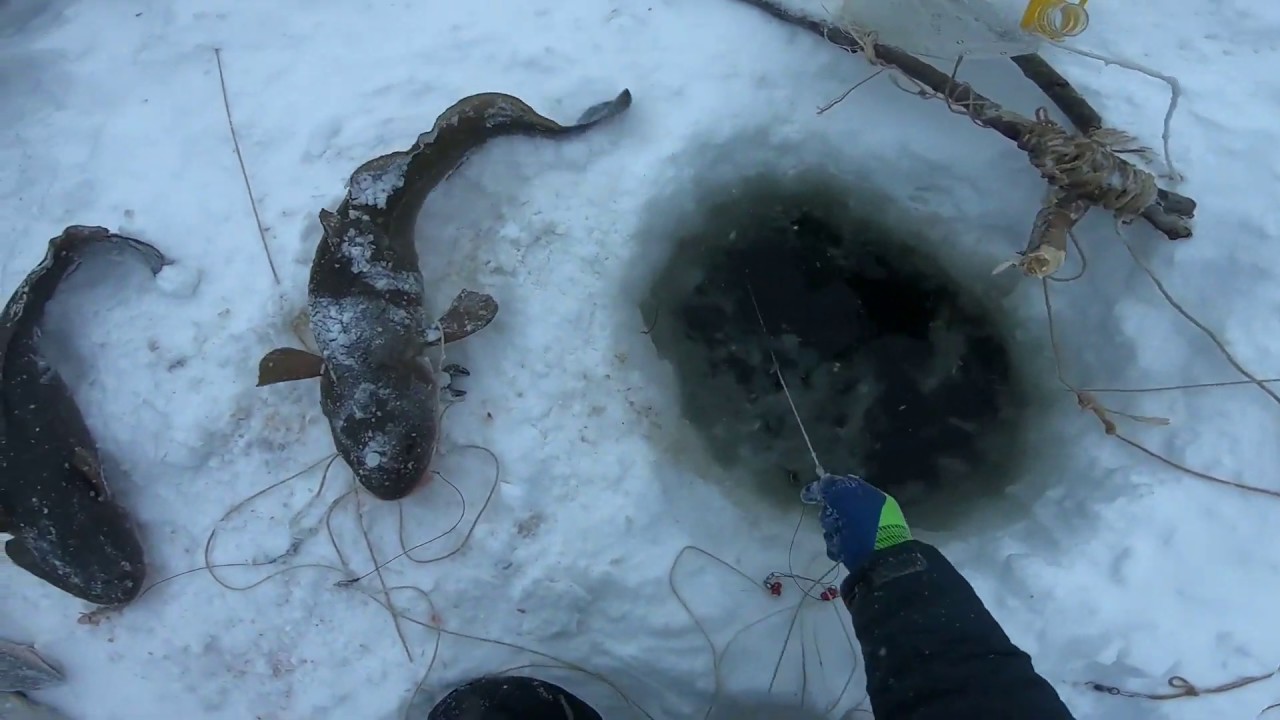 Рыбалка на налима зимой – лучшие способы ловли
