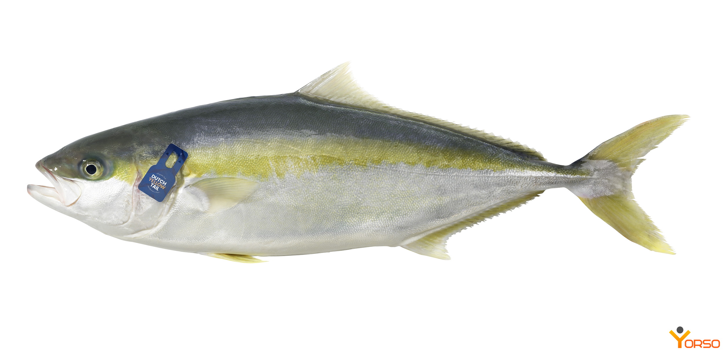 Желтохвостая лакедра: что за рыба, фото, описание, где водится, чем полезна, как приготовить