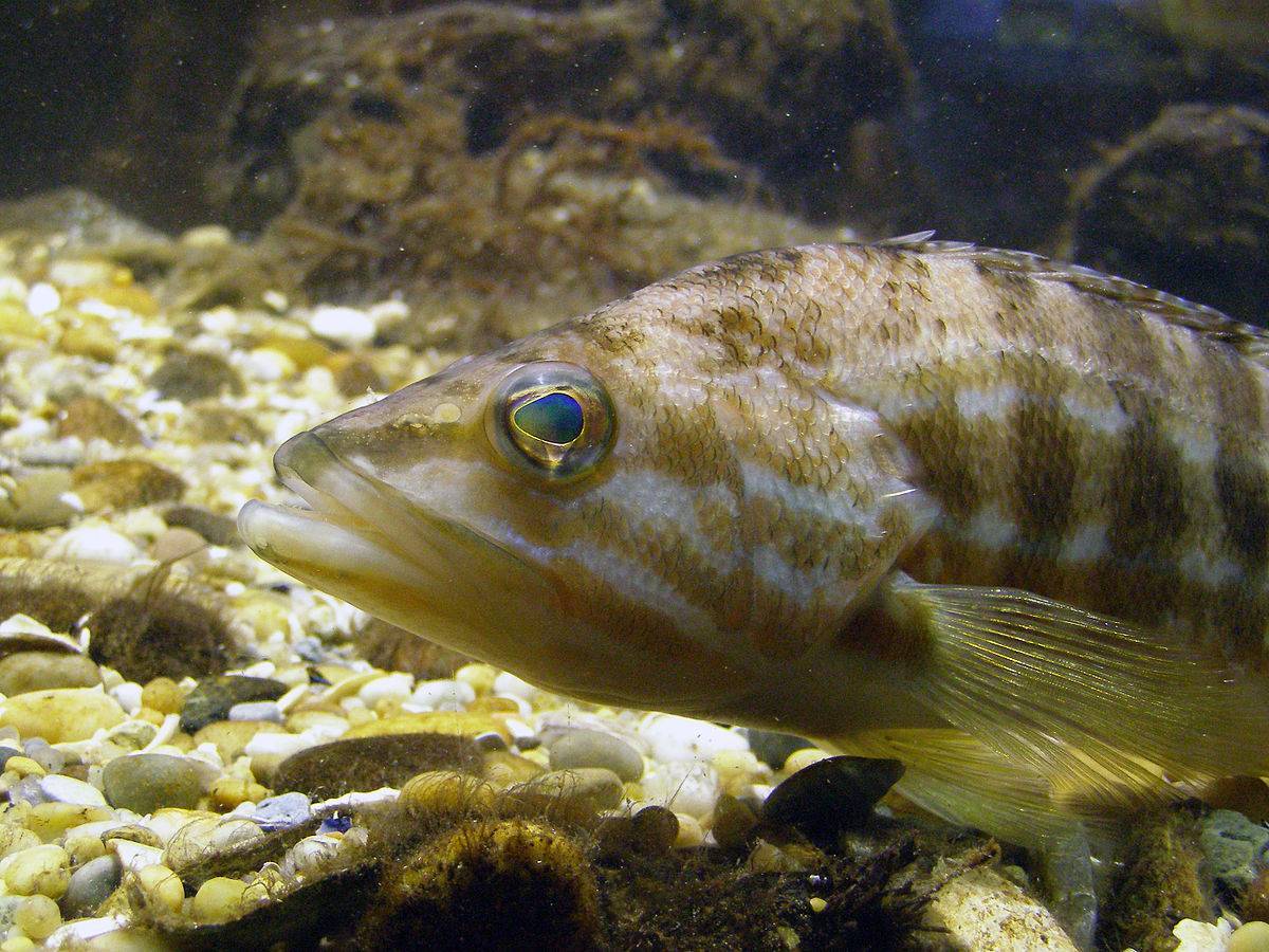Морской окунь мраморный фото и описание – каталог рыб, смотреть онлайн