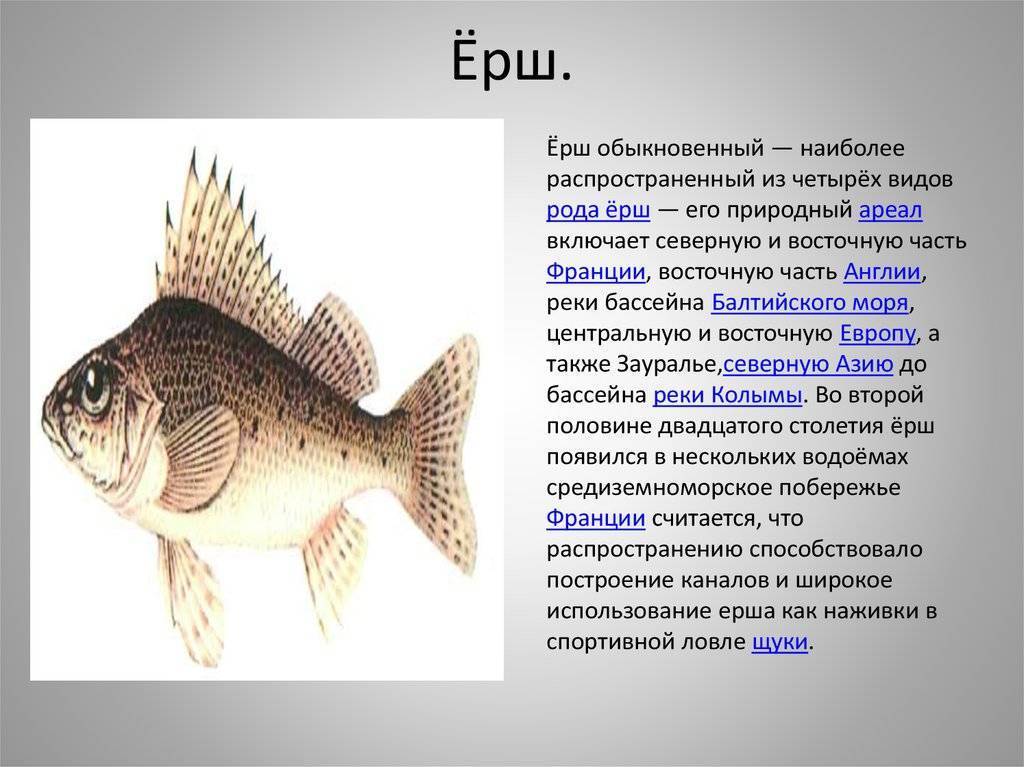 Ерш рыба. описание, особенности, виды, образ жизни и среда обитания ершей