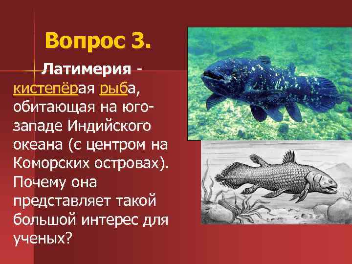 Самая древняя живая рыба — латимерия
