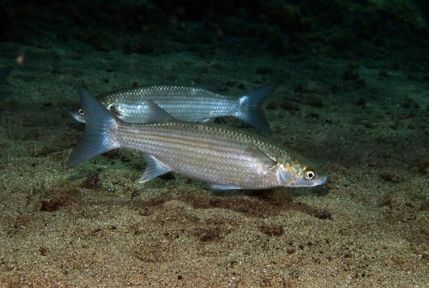 Горбыль серый фото и описание – каталог рыб, смотреть онлайн