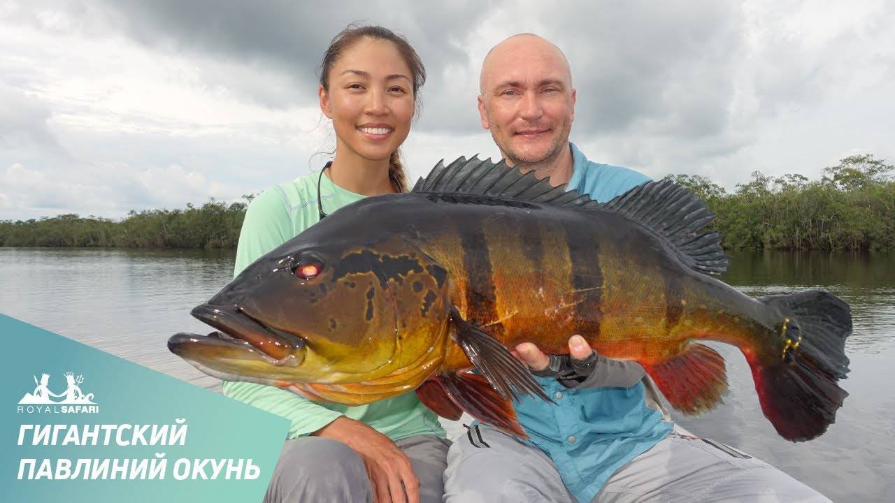 Павлиний окунь королевский фото и описание – каталог рыб, смотреть онлайн