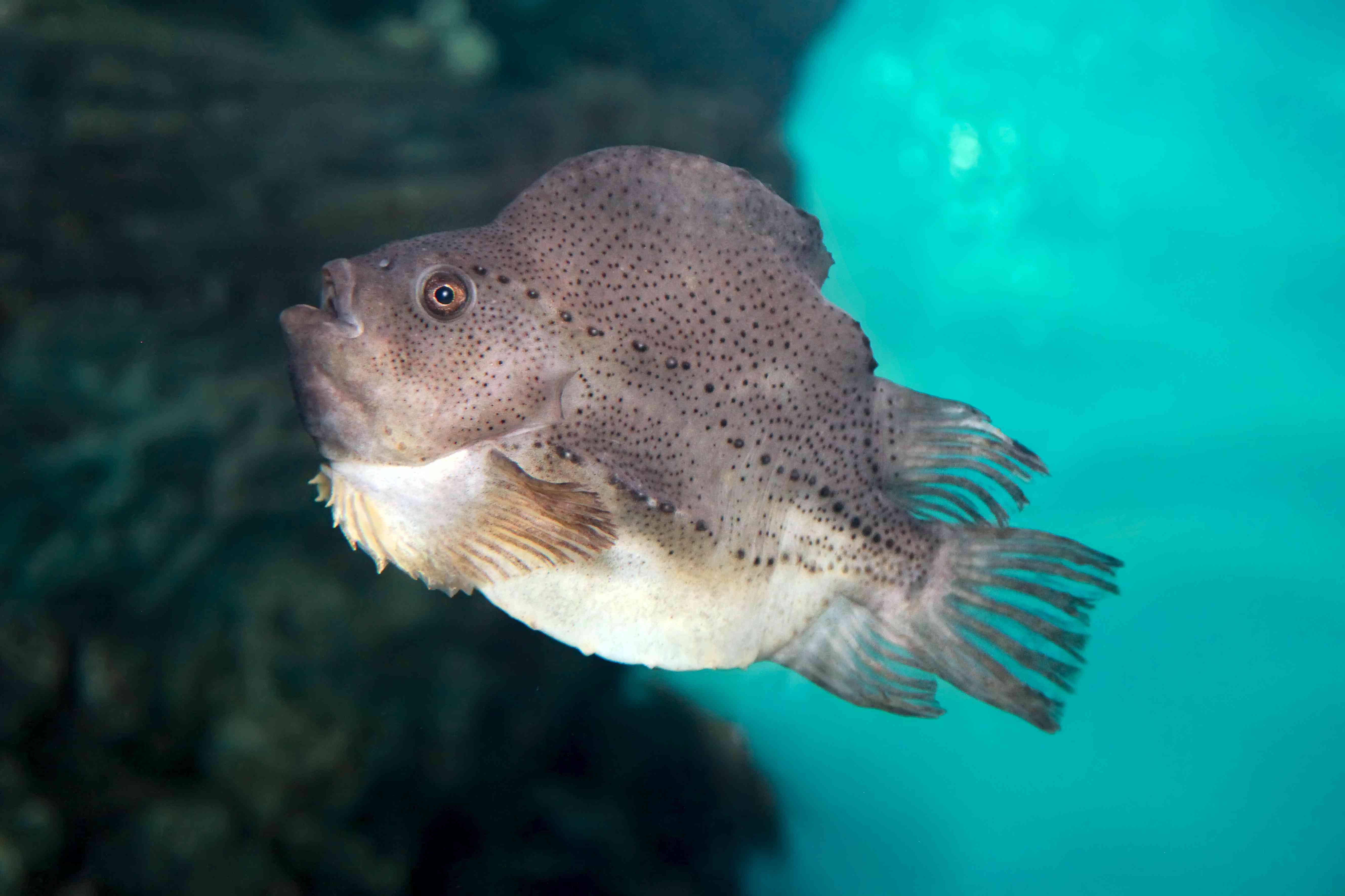 Рыба «Пинагор» фото и описание
