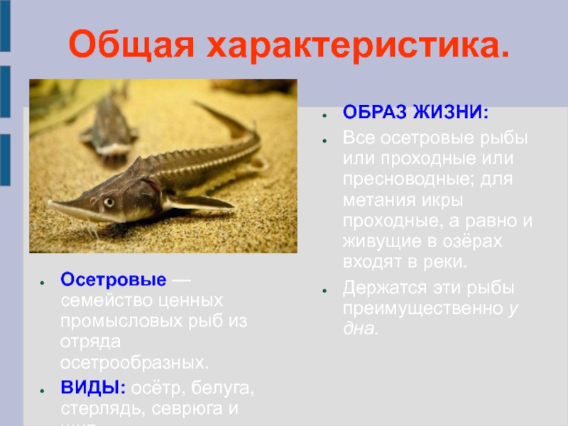Калуга амурская: где водится осетровая рыба, образ жизни и размножение - рыболову