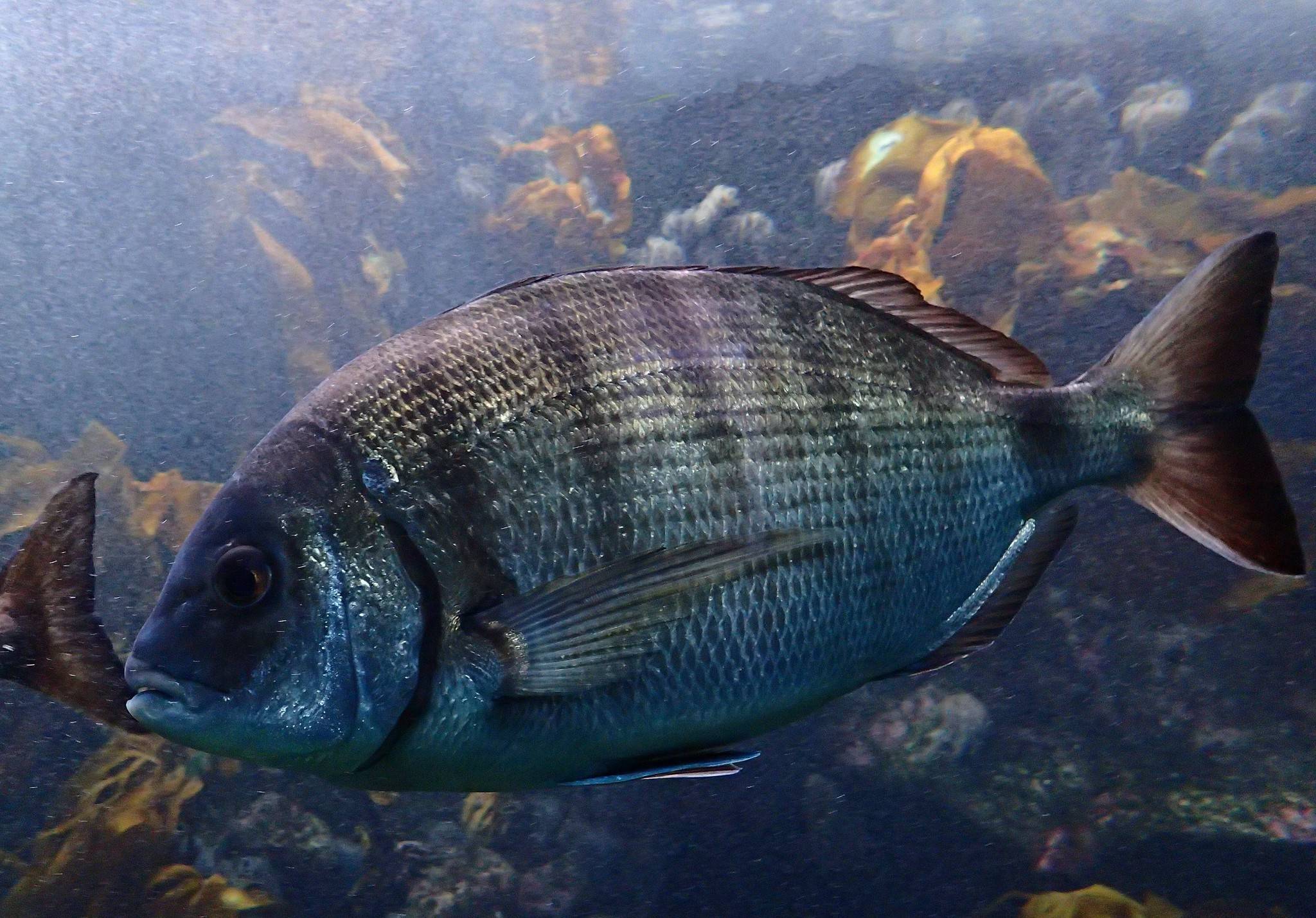 Морской карась-ласкирь фото и описание – каталог рыб, смотреть онлайн